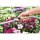 GEKA plus-soft rain classic 35° 60cm LM m. 811GG, 5303KV, 40GK
 EAN