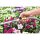 GEKA plus-soft rain classic 35° 60cm LM m. 811GG, 5303KV, 40GK
 EAN